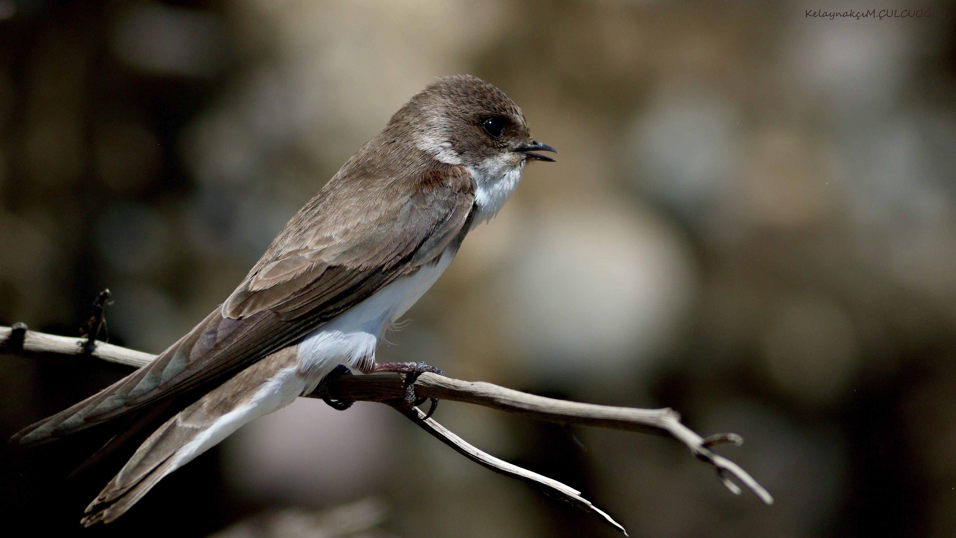 Bank Swallow